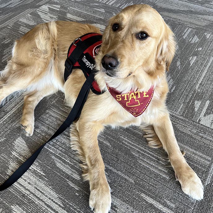 Sydni, the ISU Police therapy dog, looking at the camera.