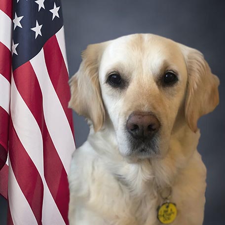 Headshot of Zosia, the therapy dog