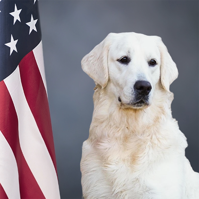 Headshot of Lena, a white-coated therapy dog.